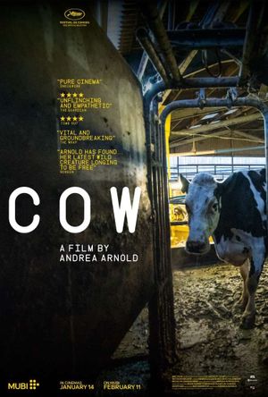 Cow - Documentaire (2021)
